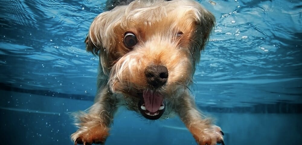 Seth Casteel: perros bajo el agua