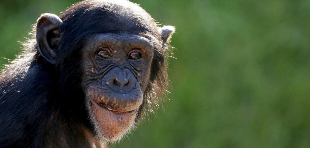 Un chimpacé y un dron, una difícil relación