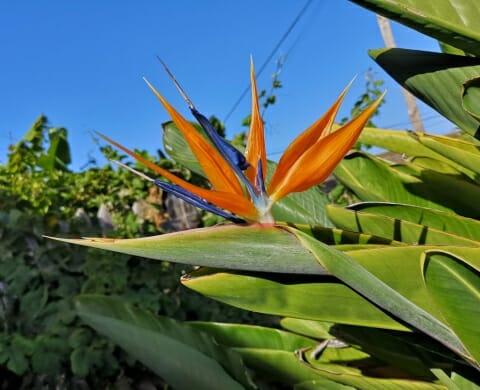 Strelitzia