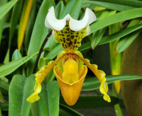 Orquídea